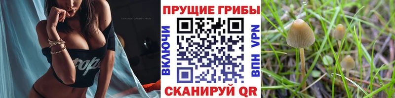 где купить наркотик  Чердынь  гидра ссылки  Галлюциногенные грибы GOLDEN TEACHER 